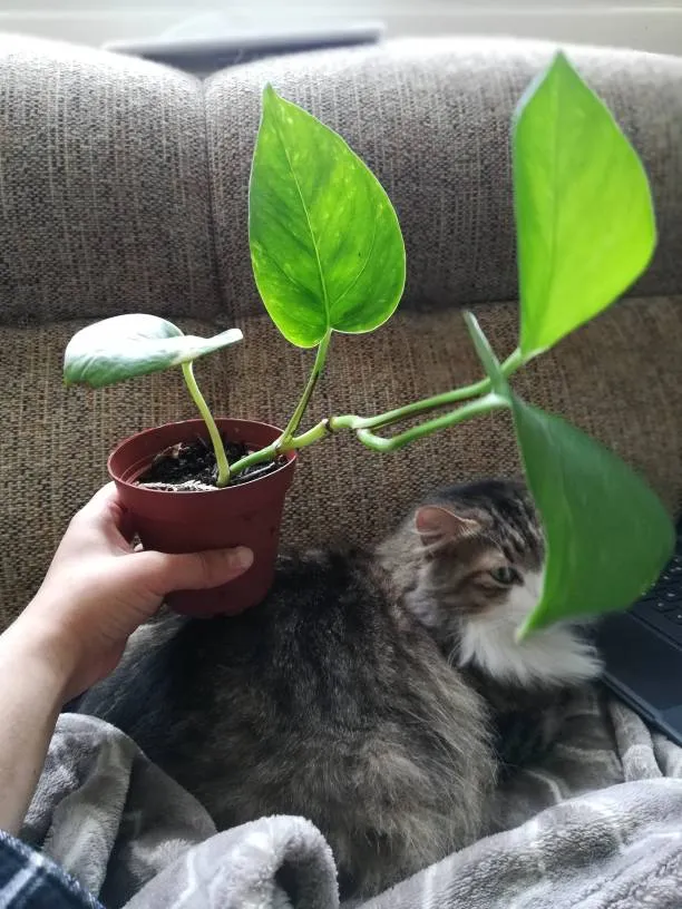 Philodendron plant photo 1