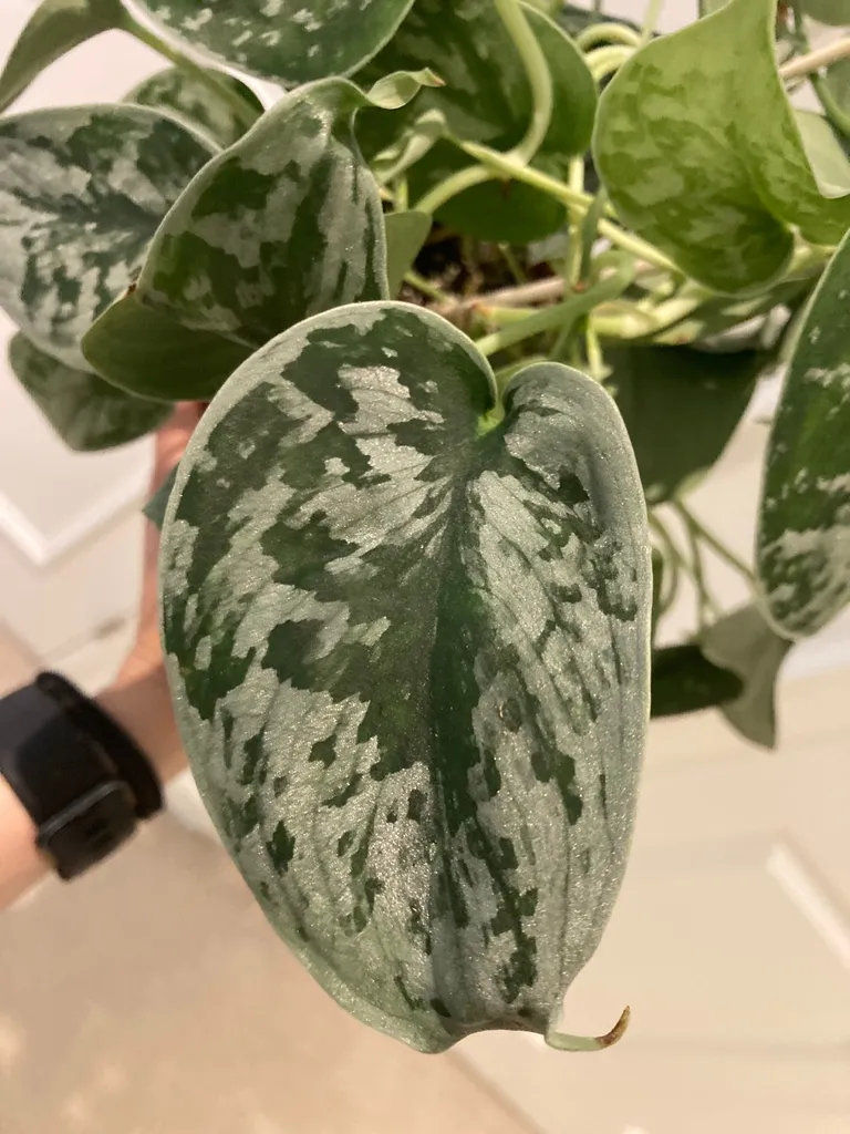 Scindapsus Silvery Anne photo 1