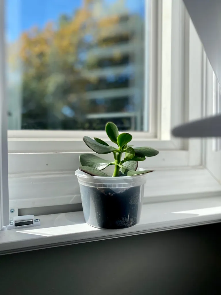 Jade Plant- “Happy Zeus” photo 1