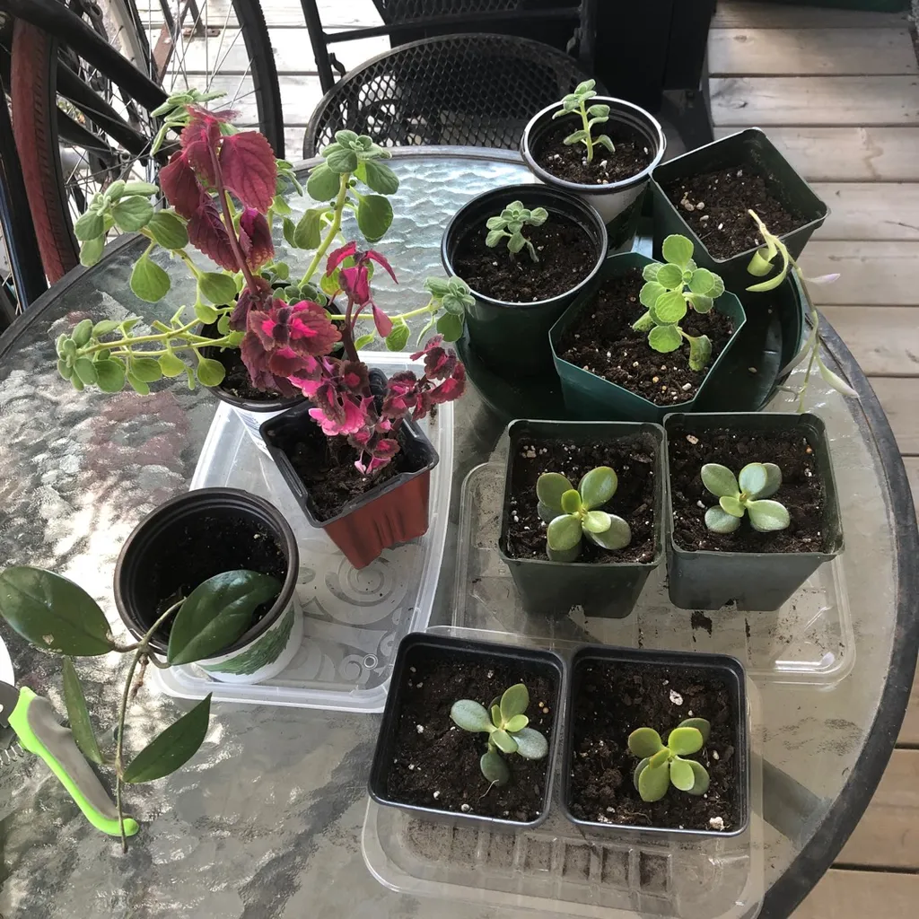 Plants Plants Plants 🪴 photo 1