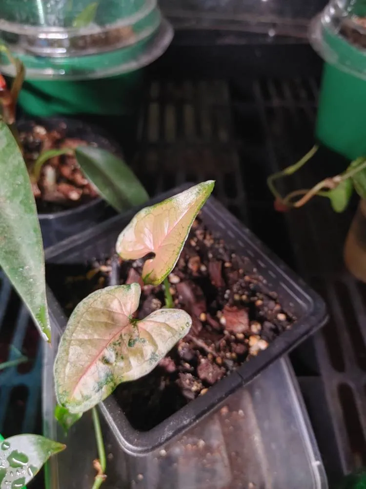 Syngonium pink Flecked Baby photo 1