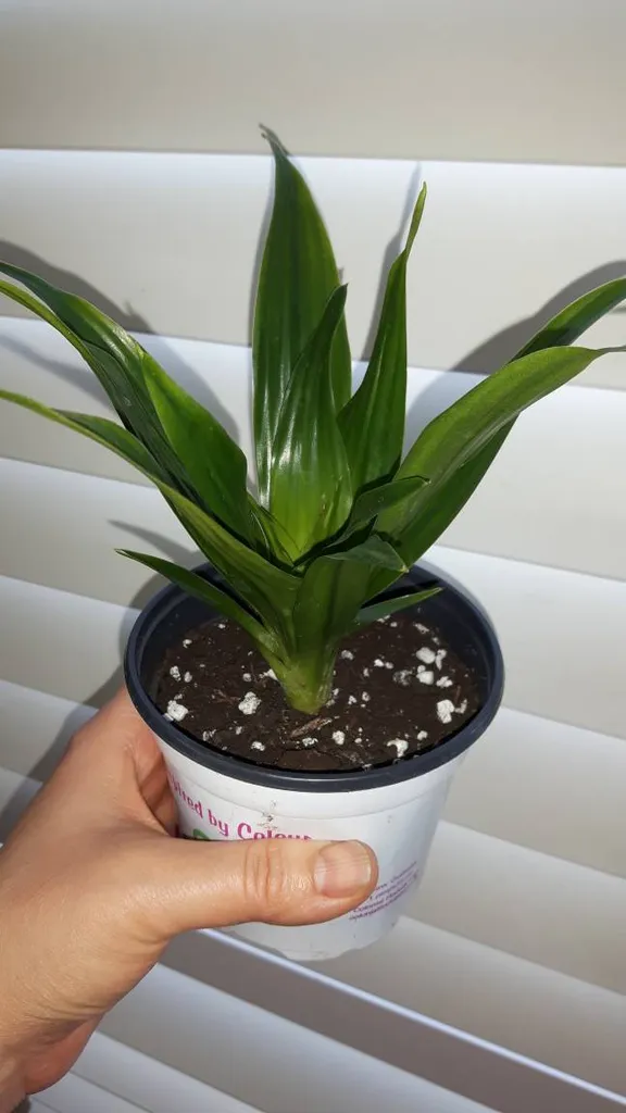 Corn Plant In Nursery Pot photo 1
