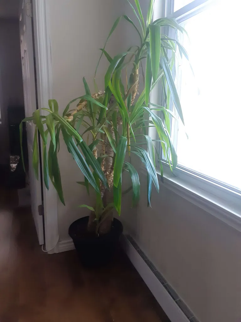 Large tropical plant photo 1