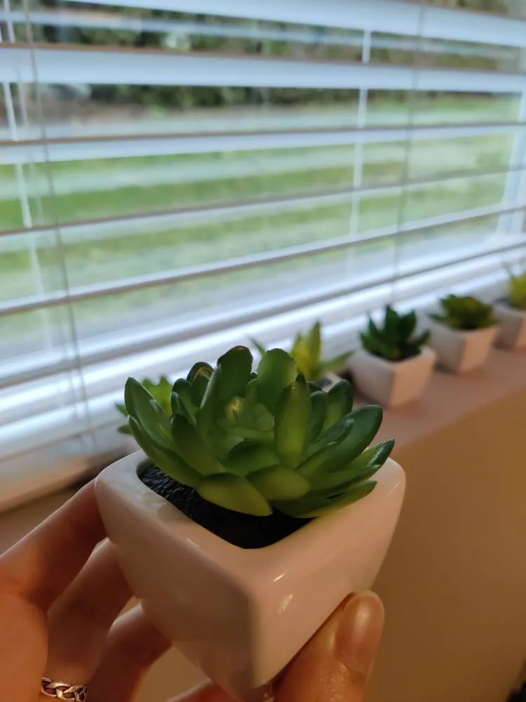 8 Faux Succulents photo 1