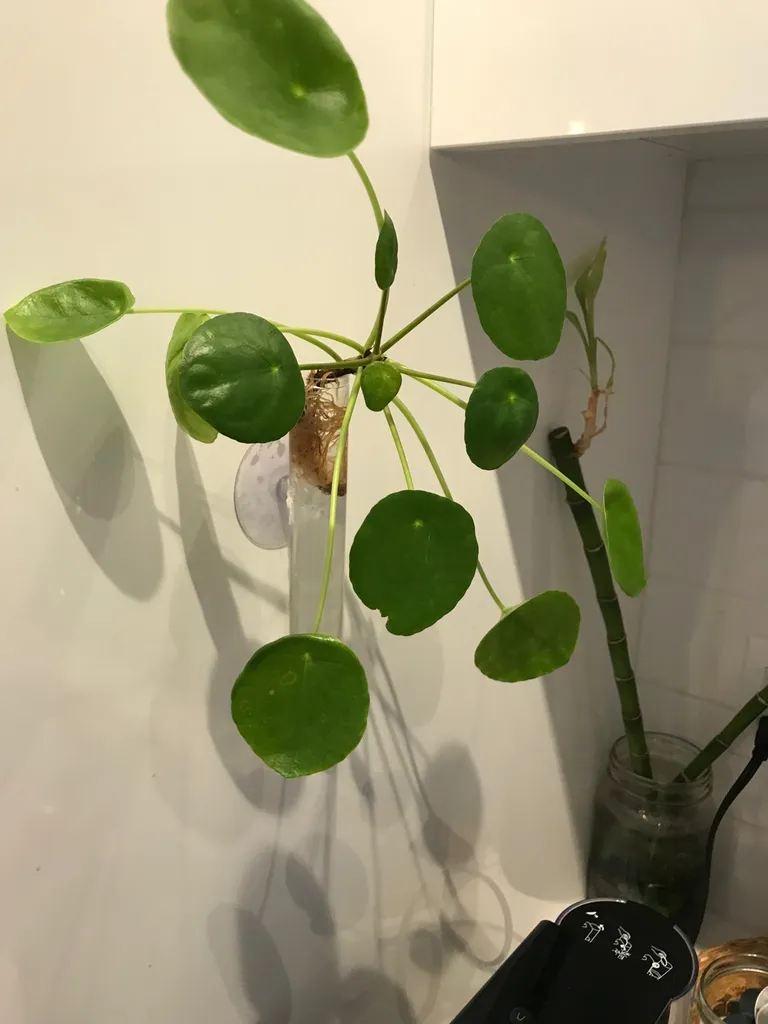 Pilea And Propagation Station photo 1