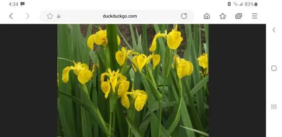 Yellow Flag Iris Corms photo 1