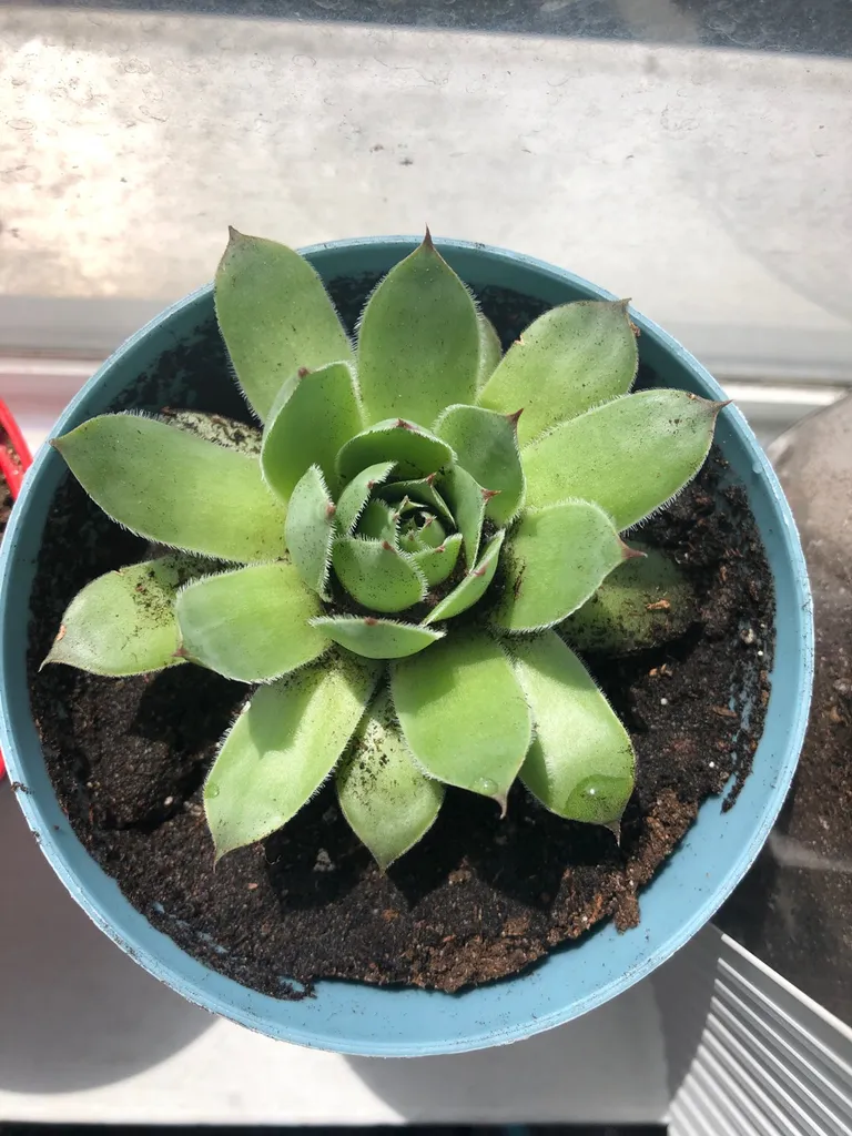 Hen And Chick Succulent photo 1