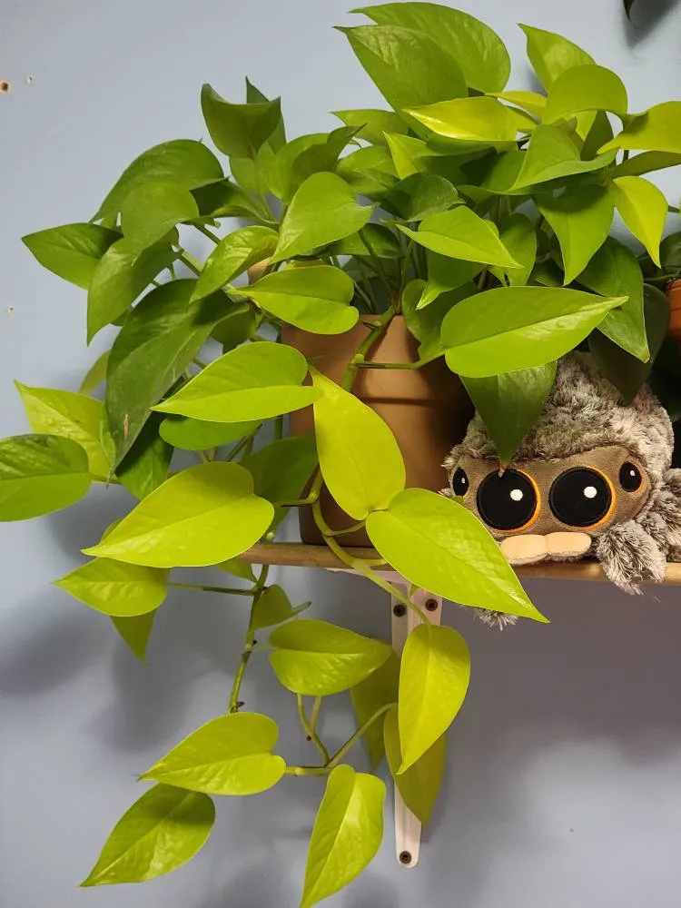 Plant Clippings - Neon Pothos. photo 1