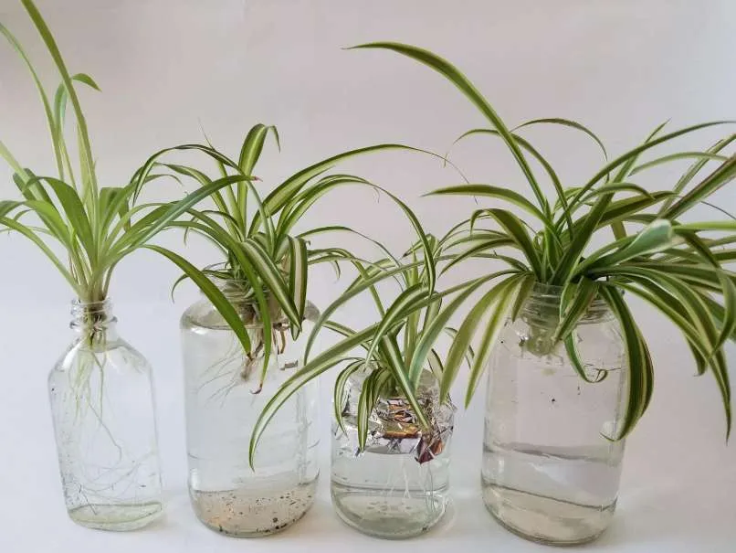 Free Spider Plant Babies photo 1