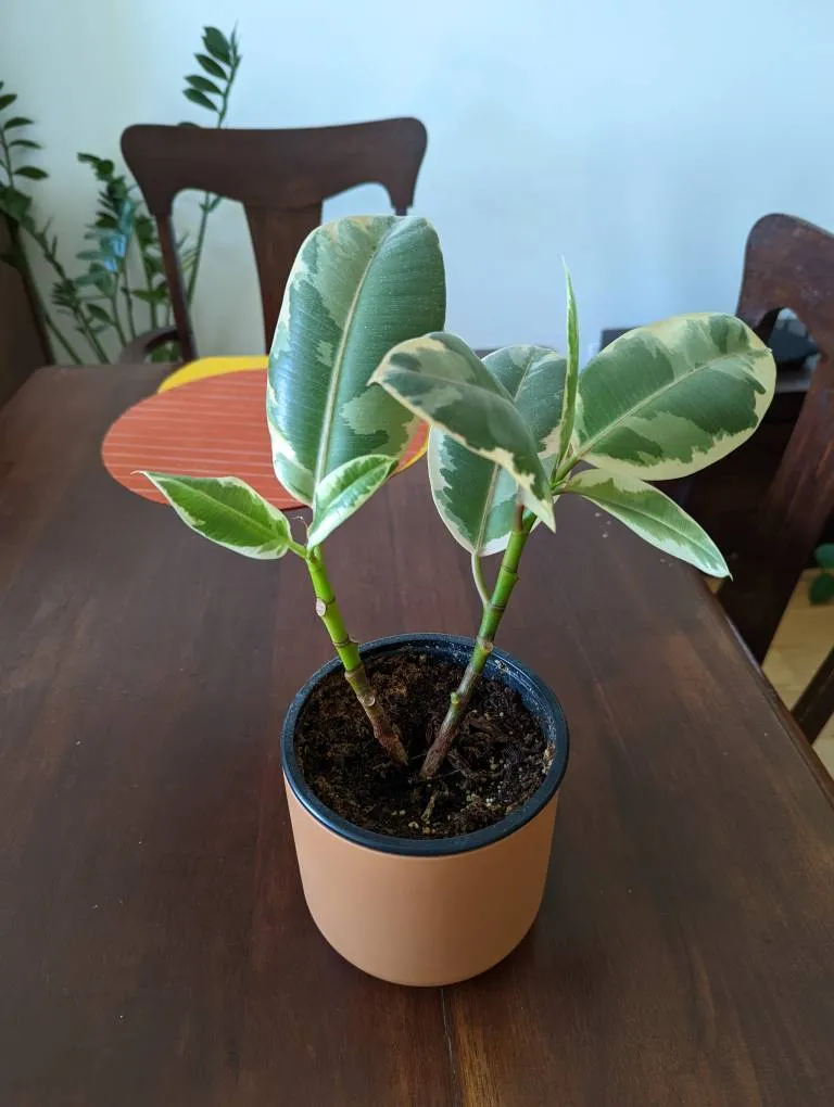 Rubber Plant Tineke photo 1