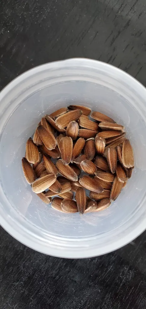 🌻 Sunflower Seeds photo 1