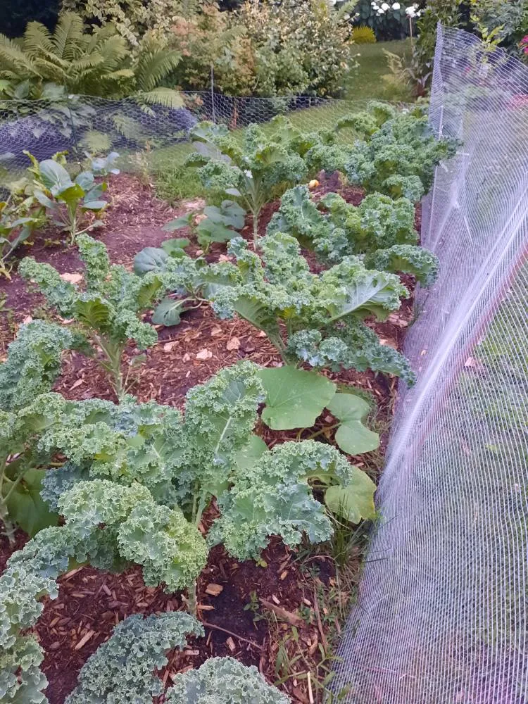 Organic Kale! photo 1