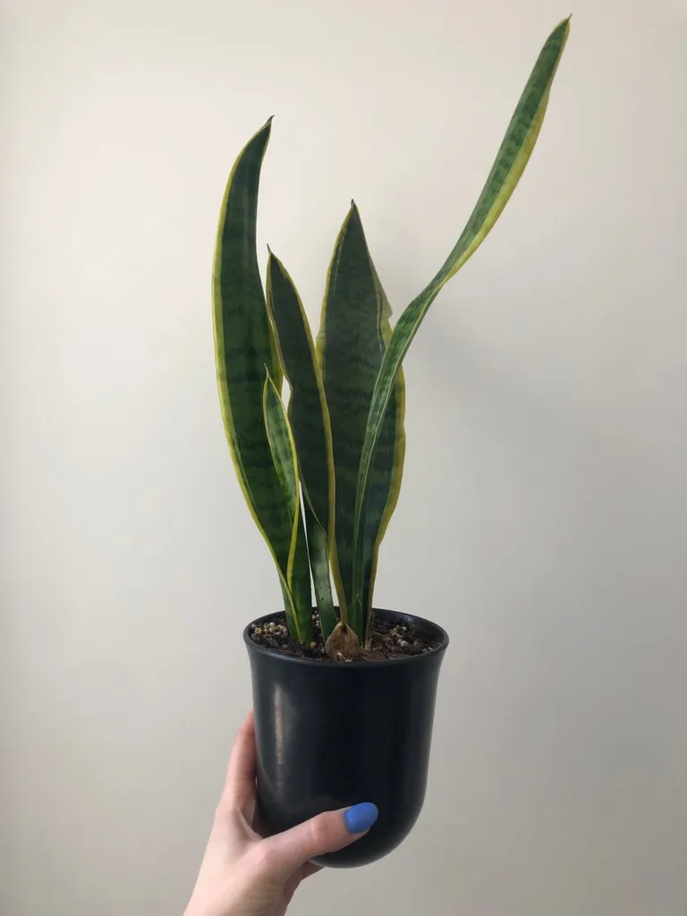 Snake Plant photo 1