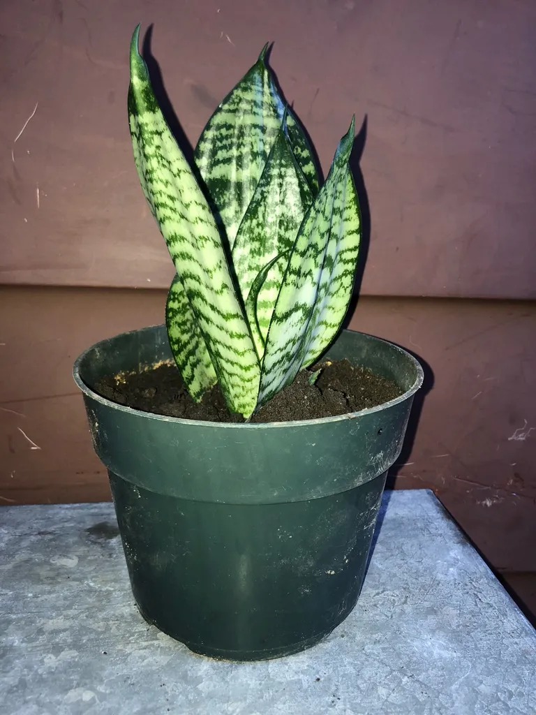 Snake Plant! Indoor House Plant photo 1