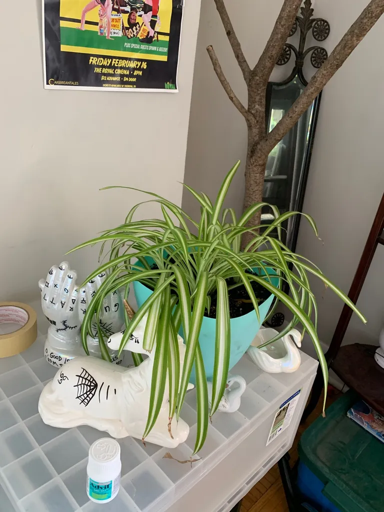 Spideur Plánt photo 1