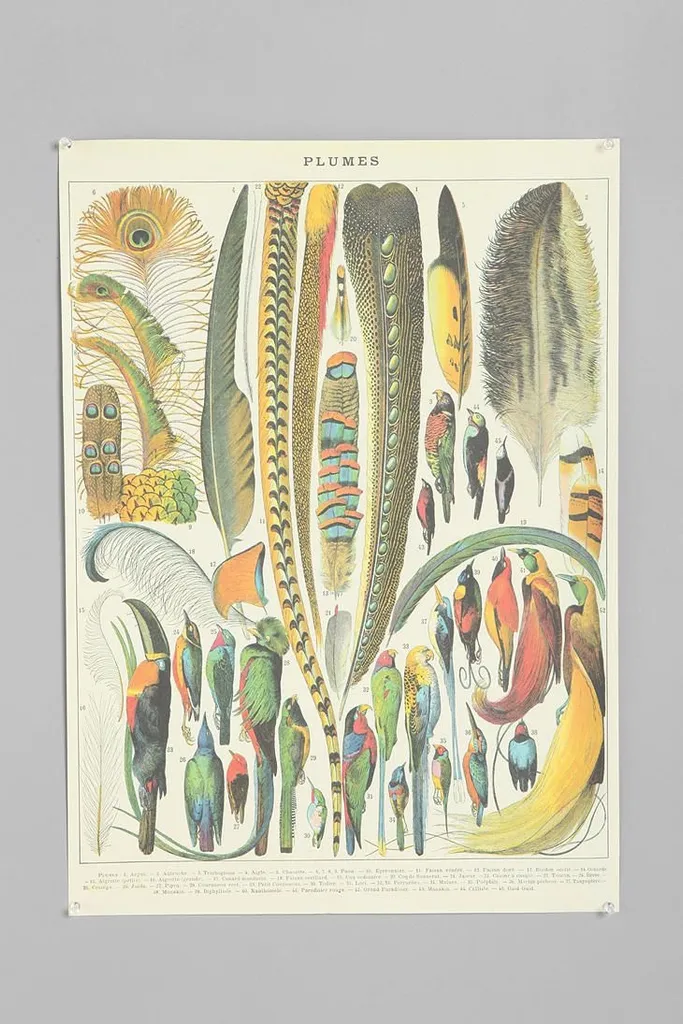 Cavallini’s plumes (20 x 28”) photo 1