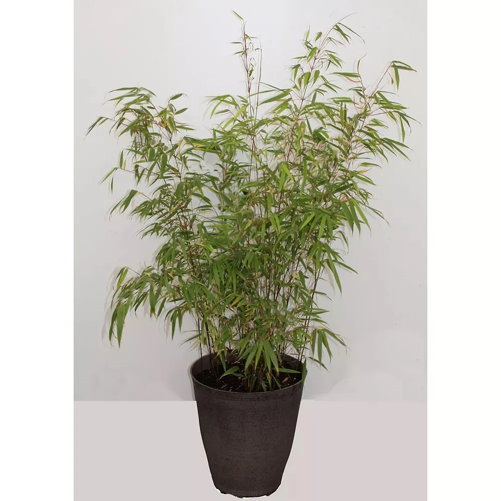 ISO Fargesia Rufa Bamboo photo 1