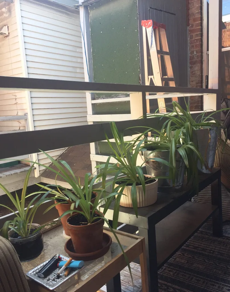 Spider Plants photo 1