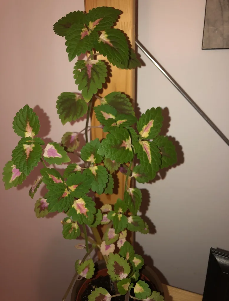 Coleus Clippings photo 1