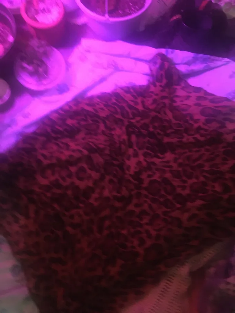 Sheer Animal Print photo 1