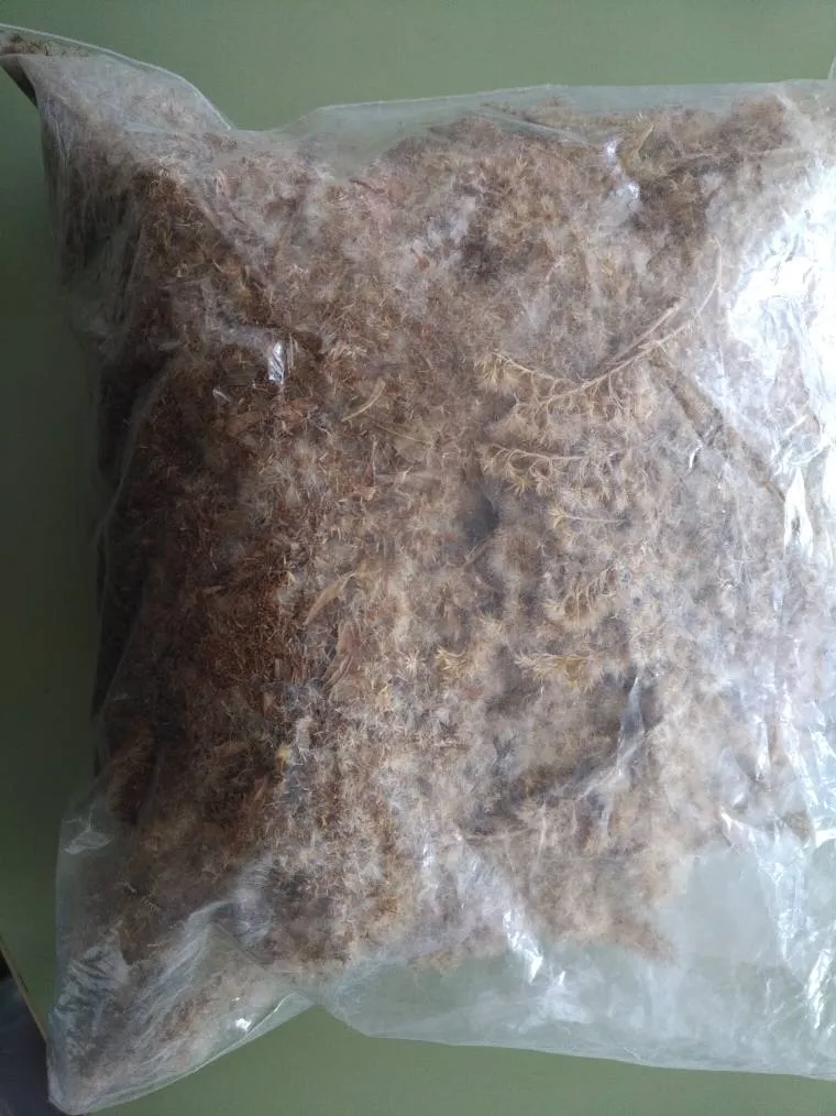 Dried Thistle photo 1