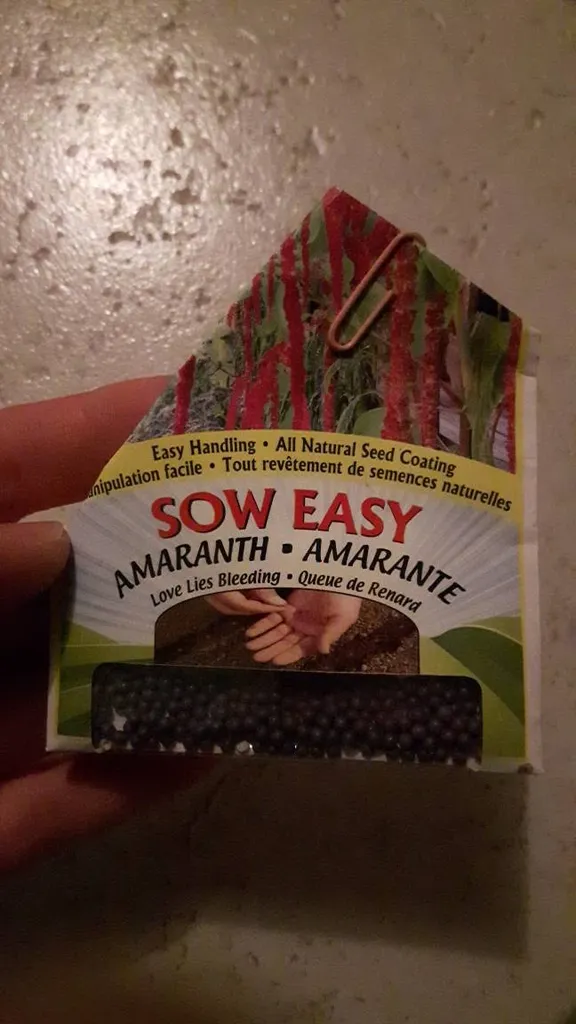 10 Amaranth Seeds photo 1