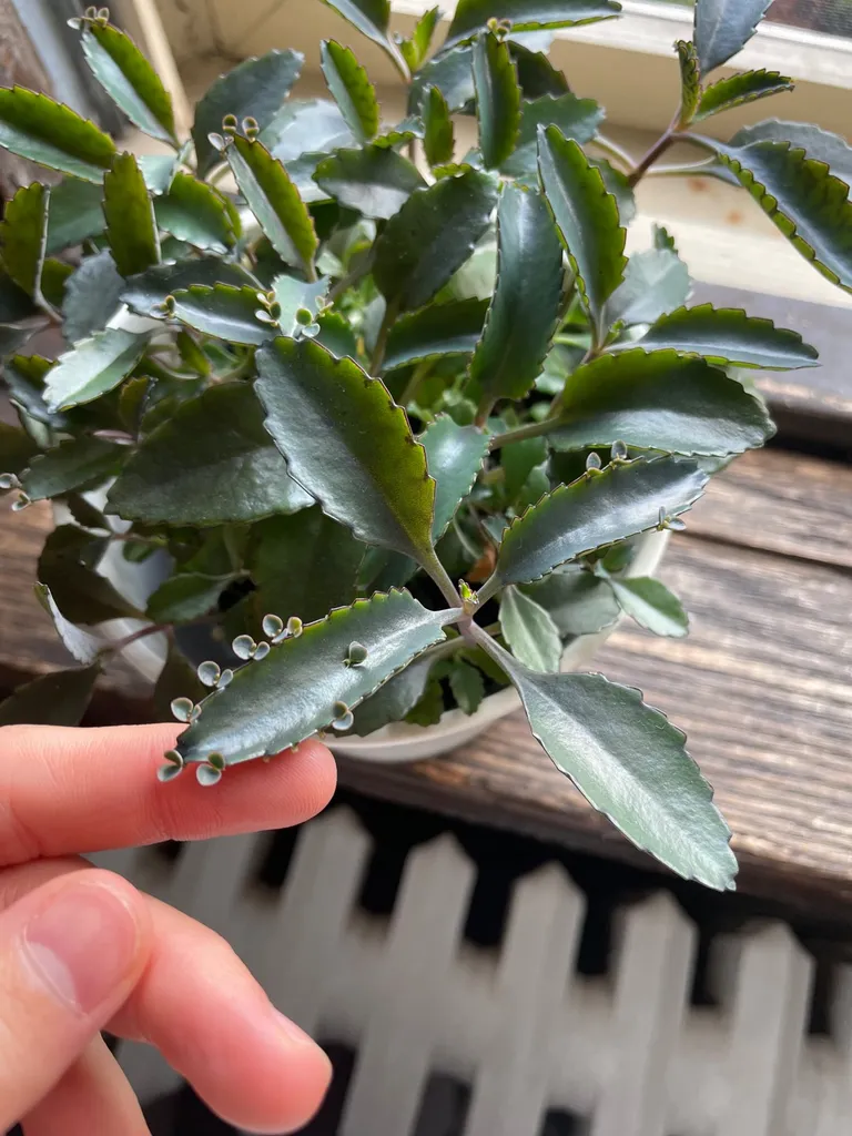 Mother Of Thousands Babies photo 1