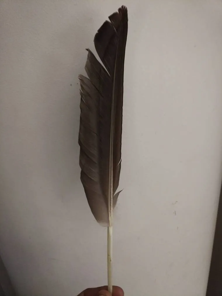 Feather photo 1