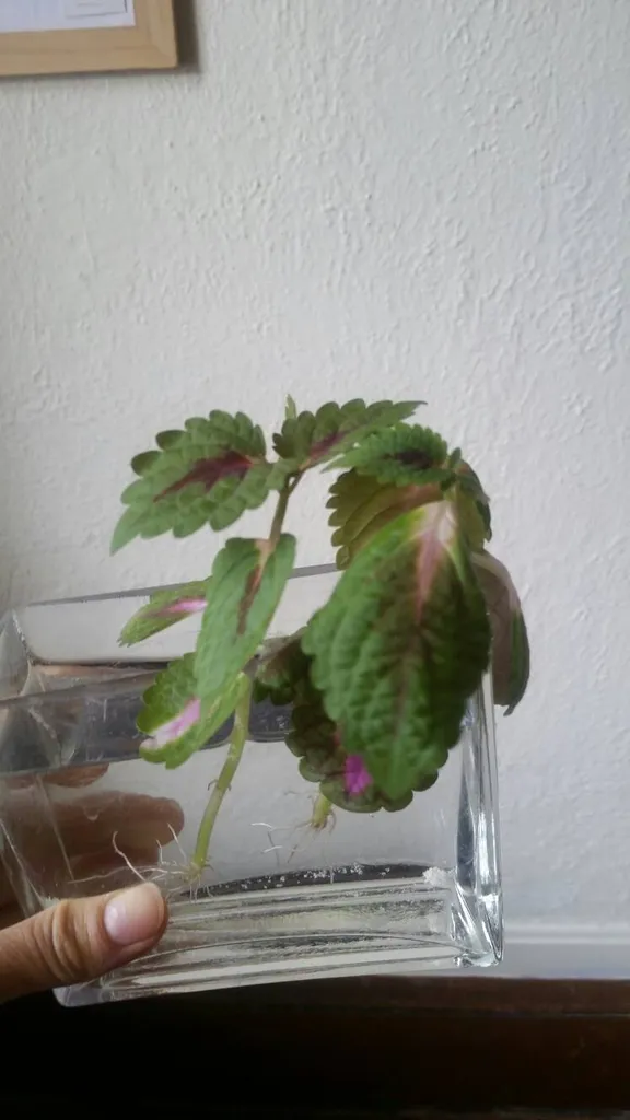 rooted plant cuttings photo 1