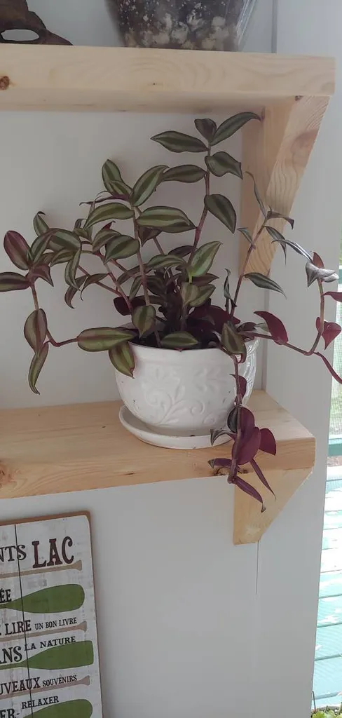 TRANSDESCANTIA CUTTINGS photo 1