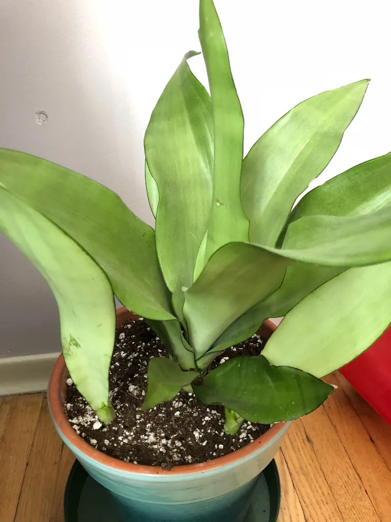 Moonshine Snake Plant photo 1