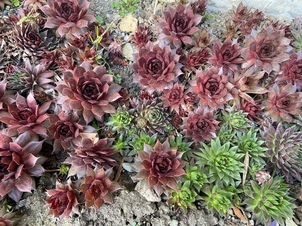 Hens and Chicks photo 1