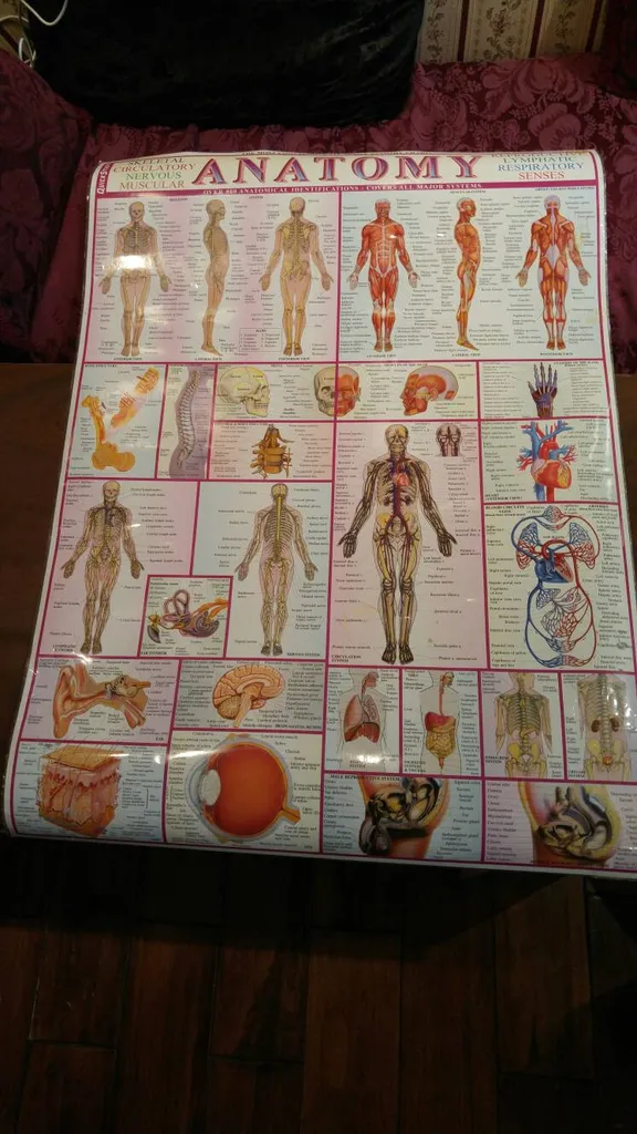 Laminated Anatomy Chart photo 1