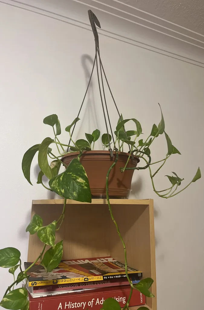 Marble Queen Pothos clippings photo 1