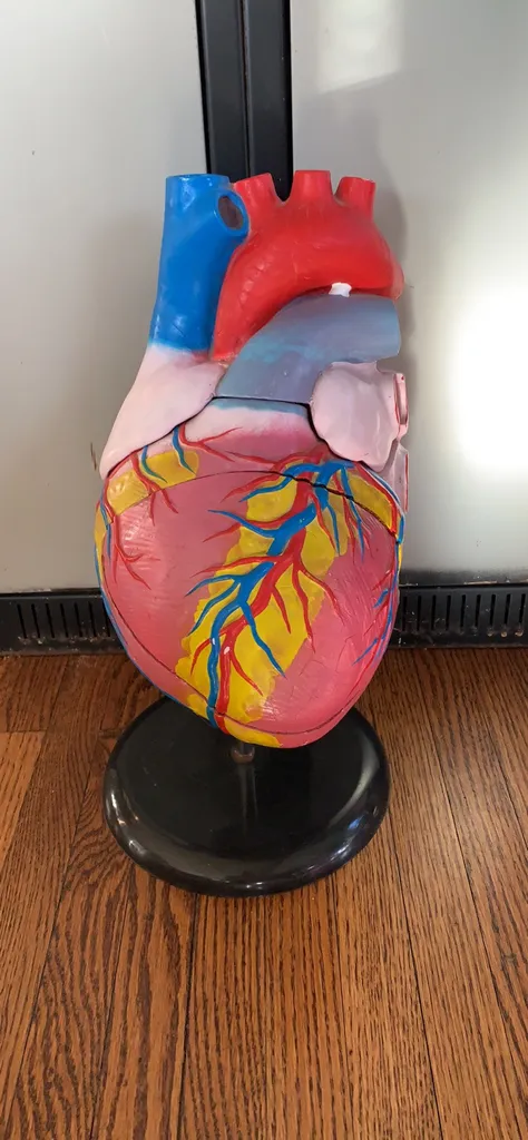 Anatomical Heart Model photo 1