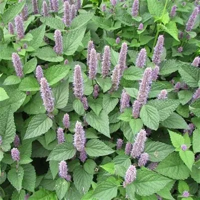Anise Hyssop Seeds photo 1