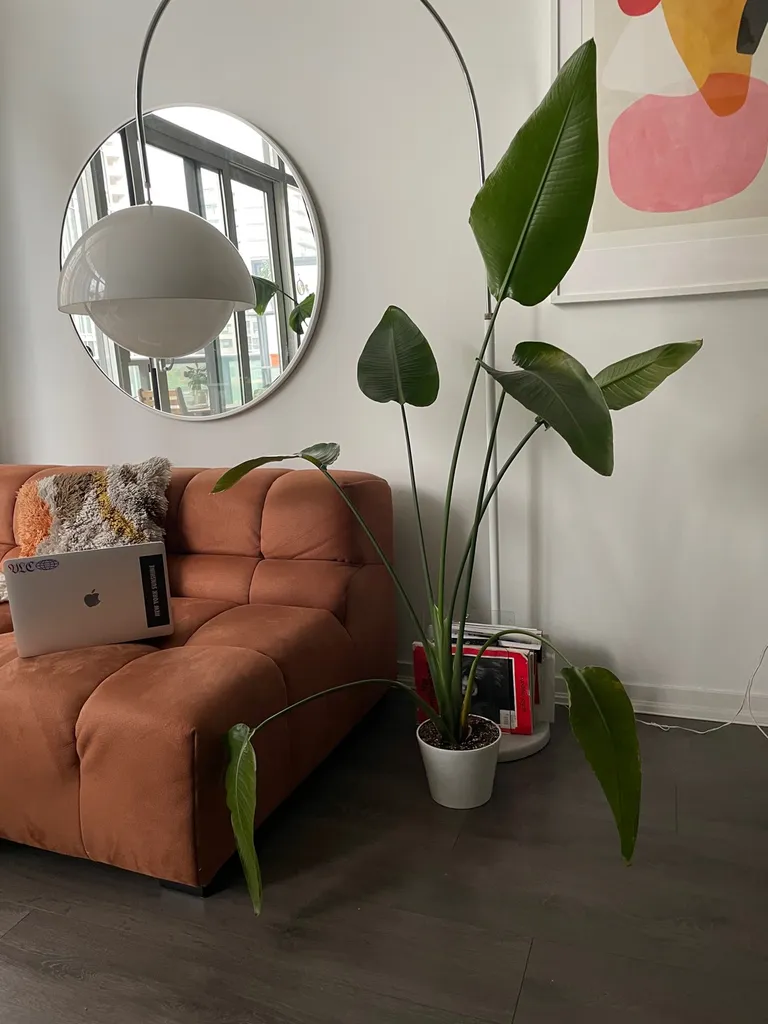 5ft Birds Of Paradise Palm With Pot photo 1