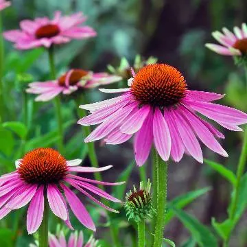 8 Echinacea Seedlings photo 1