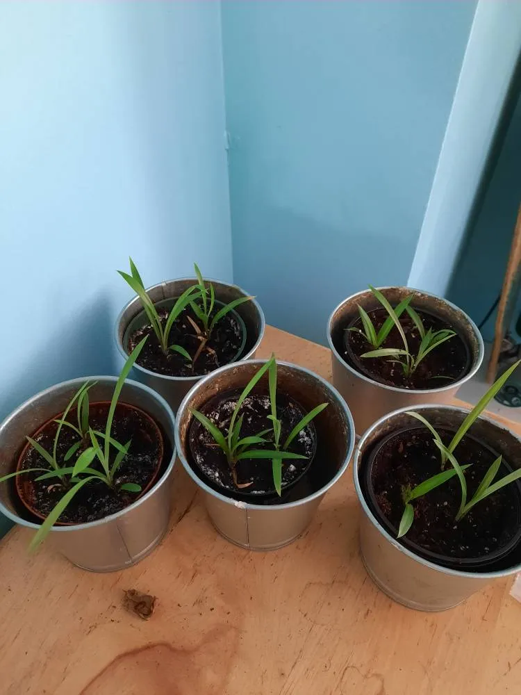 Baby Spider Plant photo 1