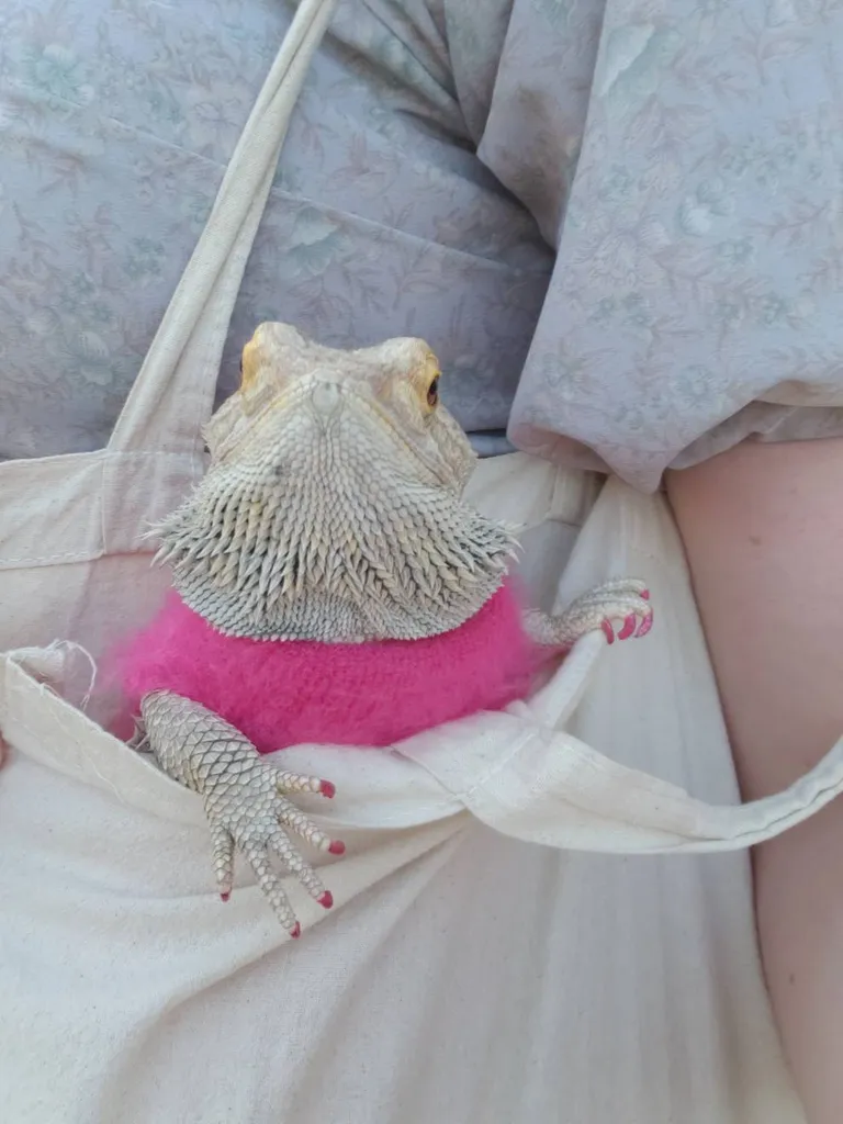 donna the lizard photo 1