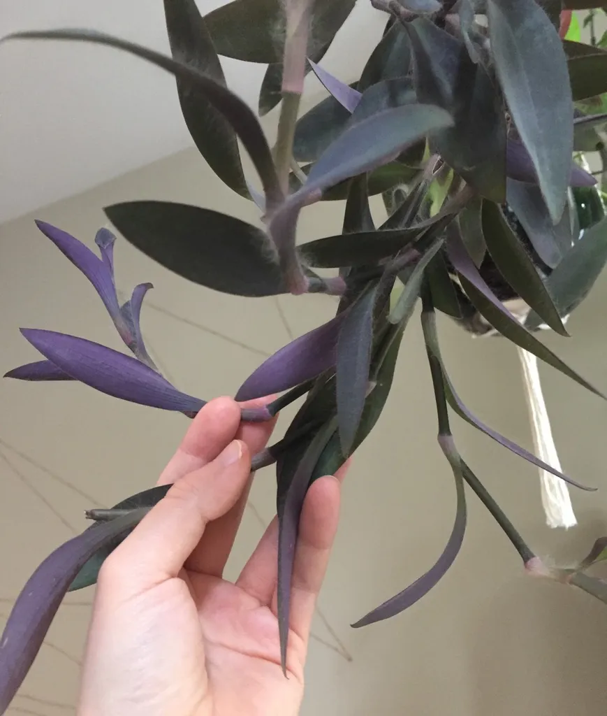 Purple Heart Clippings photo 1