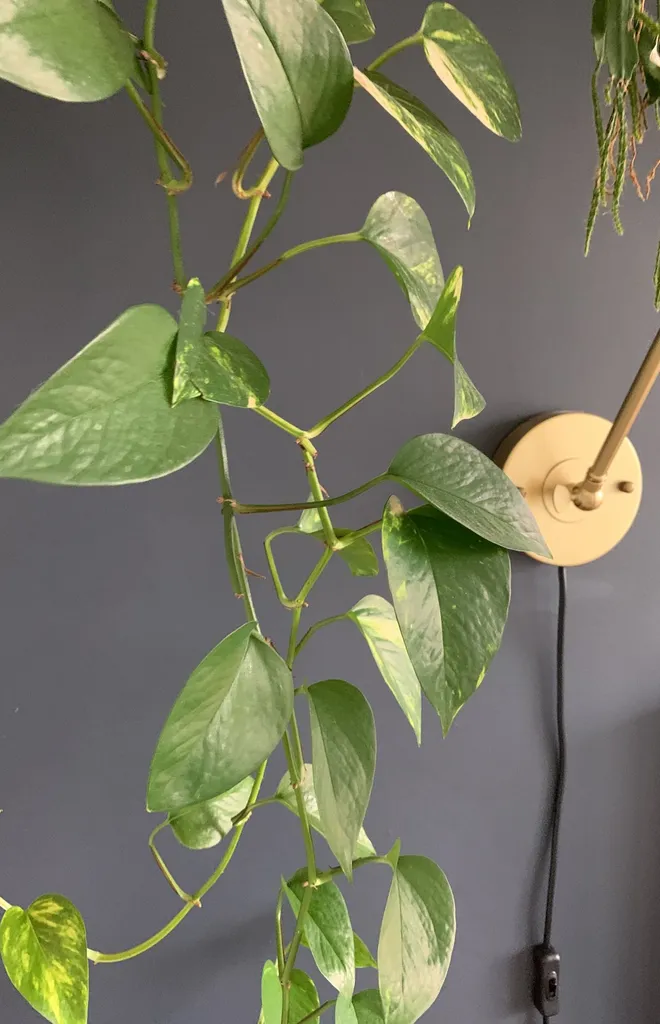 Pythos Clippings photo 1