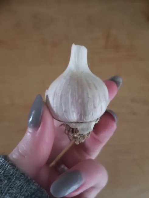 Homegrown Dried Garlic photo 1