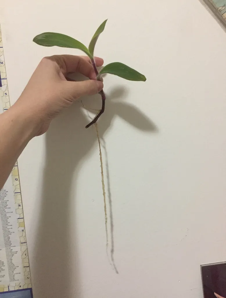 2/3 Tradescantia (Wandering Dude) Clipping photo 1