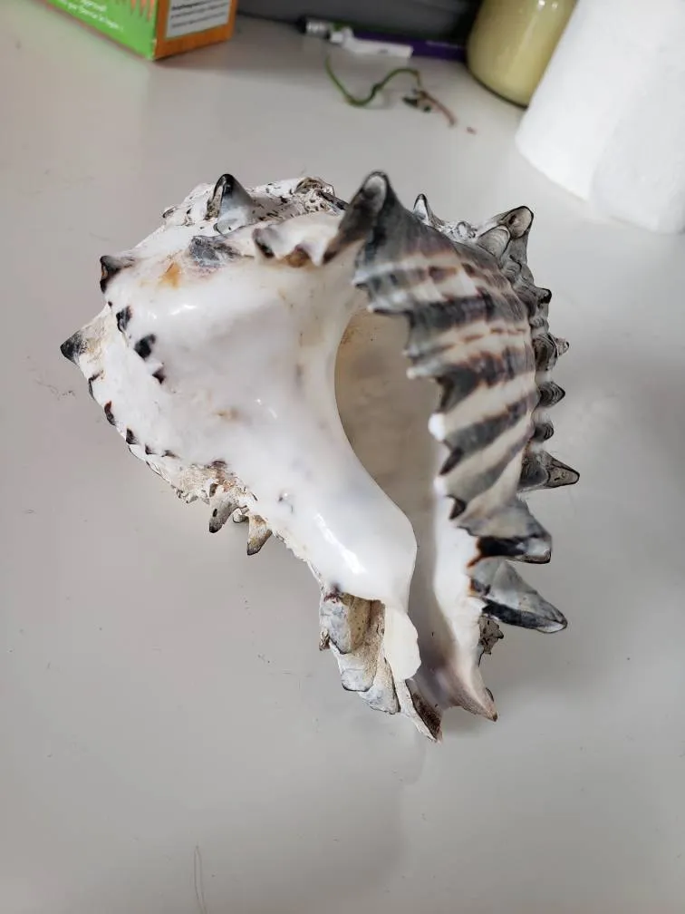 Re-bunz: Shell photo 1