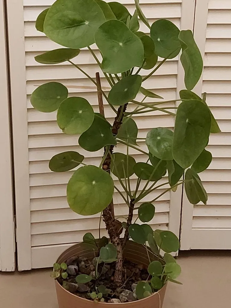 Lots Of Pilea Babies photo 1