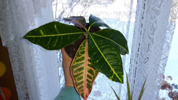 Croton In Nursey Pot photo 1