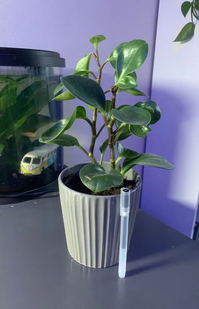 Peperomia Otusifolia photo 1