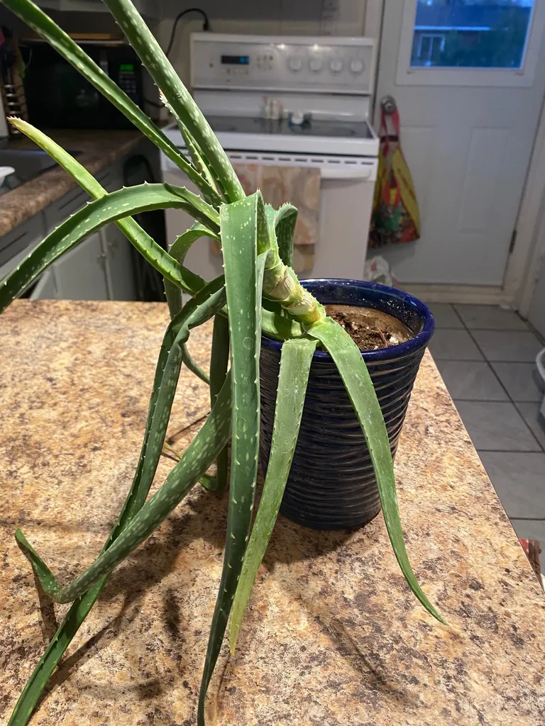 Aloe Vera photo 1