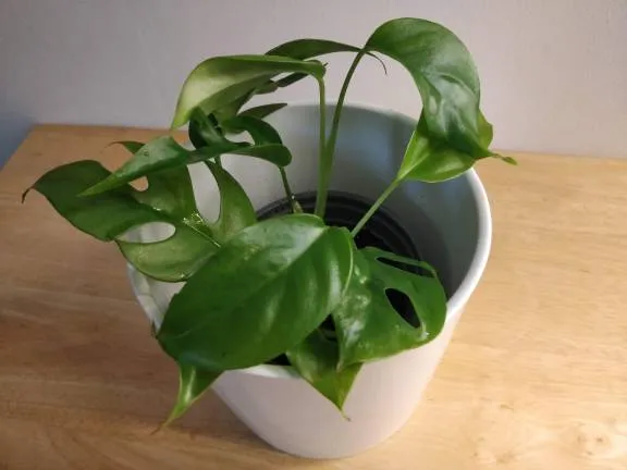 Mini Monstera photo 1